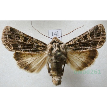 Tholera decimalis (Poda, 1761) Splotka perzanka Czech14l